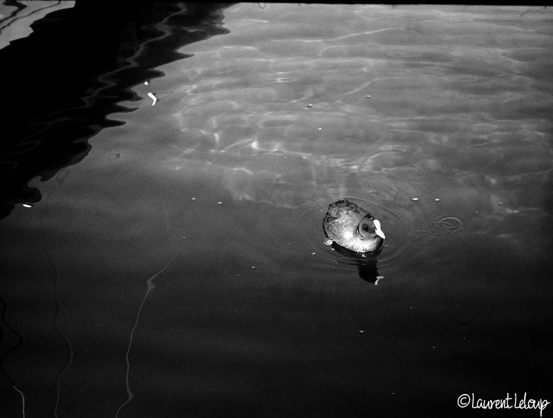 2013 12 07 NB Couplex Reflets  lac annecy